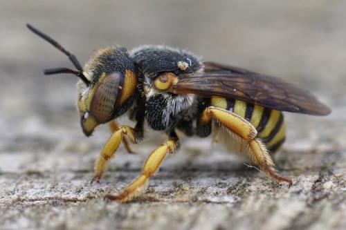 Réf. 269 390 : Anthidium sp.
